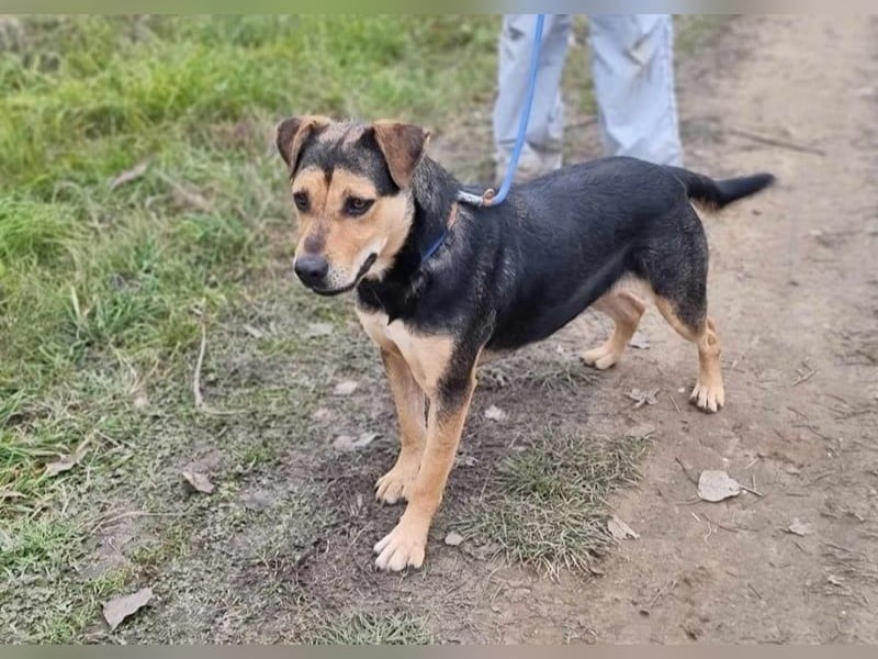 Zelda, geb. 05/2022, 53 cm, wünscht sich ein Körbchen