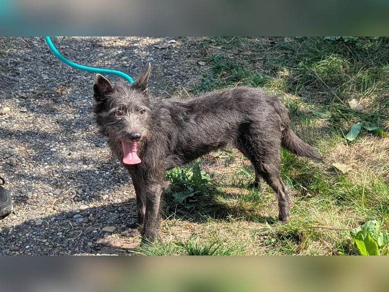 Amira, geboren 2022, 39cm sucht ihre Chance