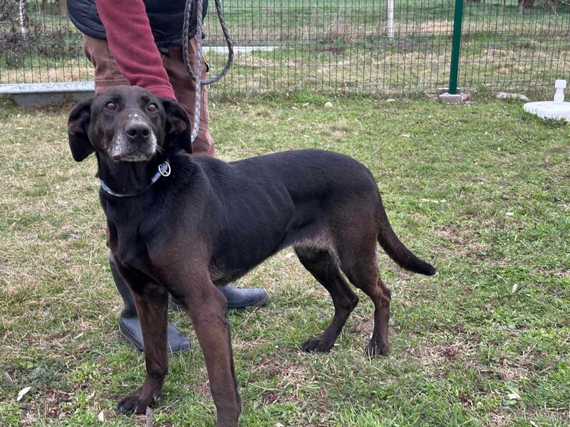 Dolly, geboren 30.12.2015, 60cm sucht ihr Zuhause (auf Pflegestelle in Deutschland)