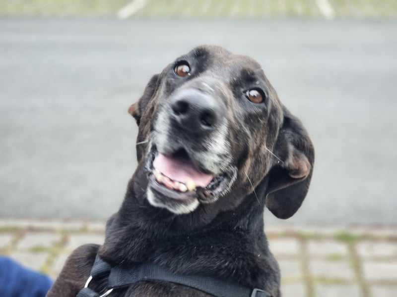 Dolly, geboren 30.12.2015, 60cm sucht ihr Zuhause (auf Pflegestelle in Deutschland)
