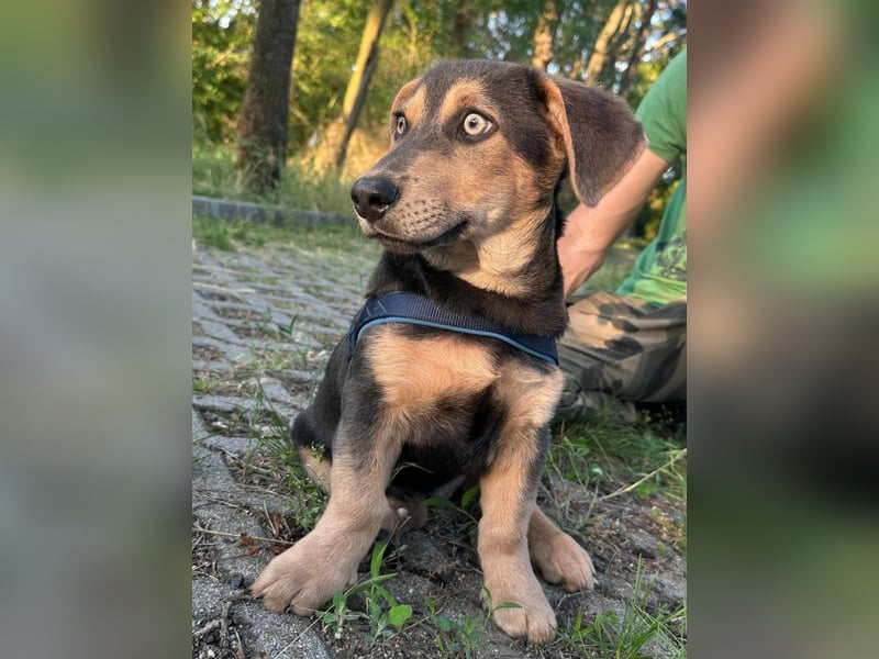 Luna, 4 Monate, 30cm sucht sicheres Zuhause