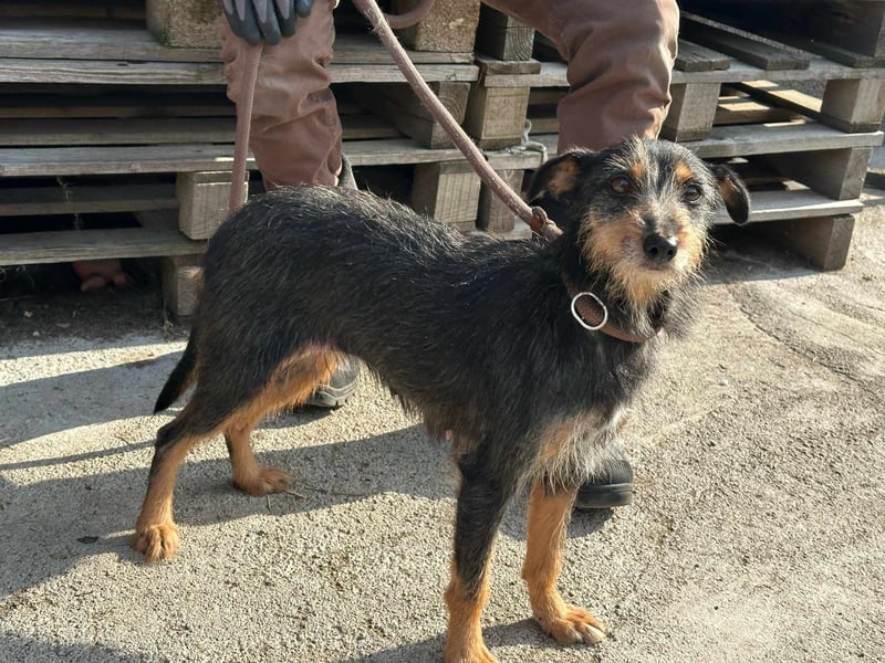 Mokuska, geb. 01.06.2021, 40 cm, wünscht sich eine tolle Familie