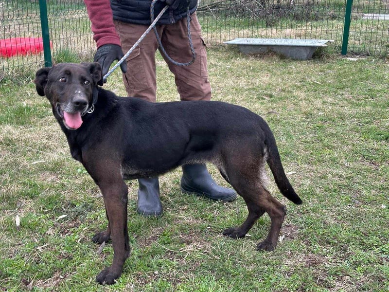 Dolly, geboren 30.12.2015, 60cm sucht ihr Zuhause (auf Pflegestelle in Deutschland)