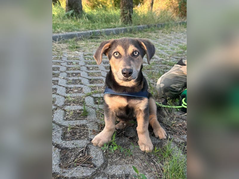 Luna, 4 Monate, 30cm sucht sicheres Zuhause