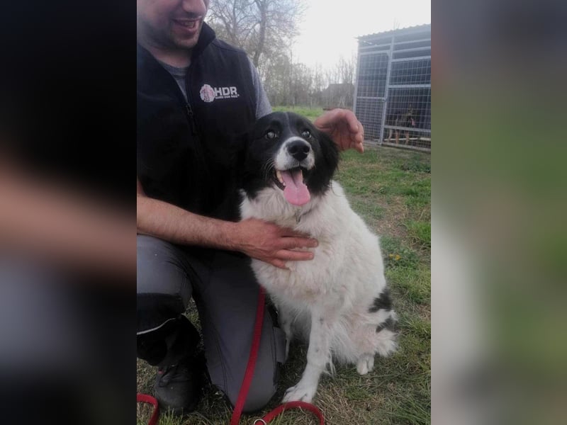 Monn, geboren 2021, 60cm sucht ihr Körbchen