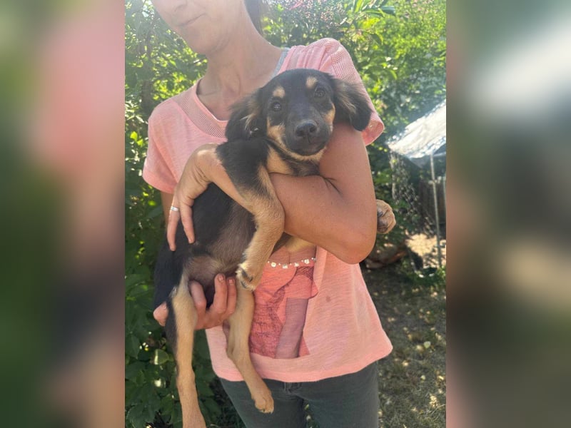 Cassie, geboren 03.2025, 31cm sucht ihre Menschen