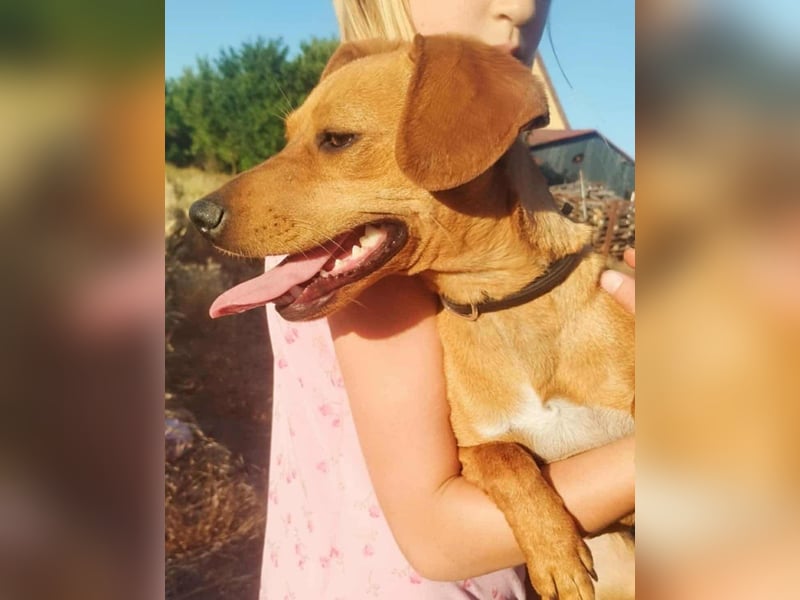 Daisy, geboren 01.01.2025, 37cm sucht ihre Chance