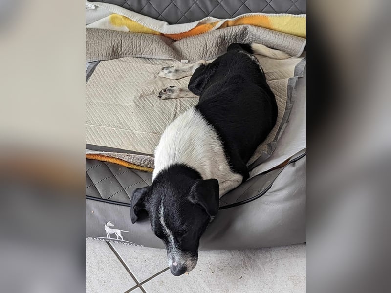 Luca, geb. 04.04.2019, 35 cm, wartet so sehr auf ein eigenes Körbchen