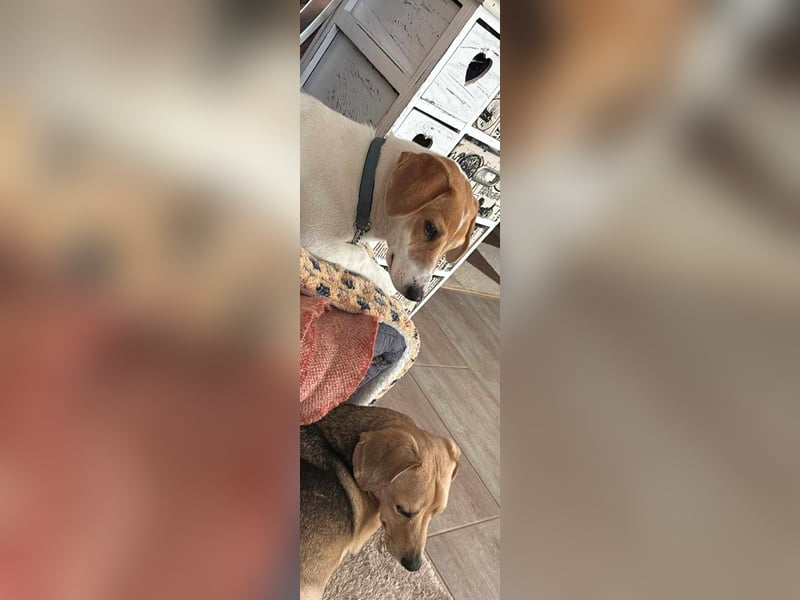 Pimpa, ca. 8 Monate, 35cm sucht ihr Zuhause