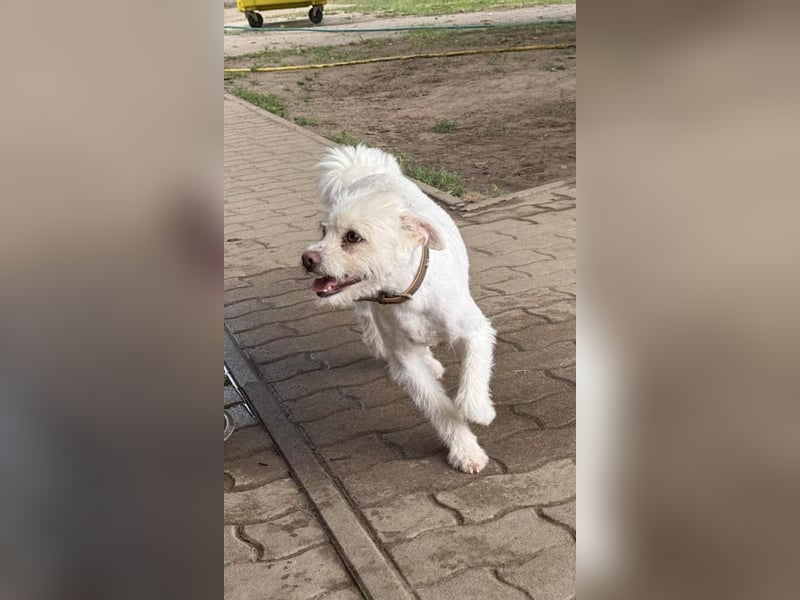 Lilu, geboren 09.04.2024, 40cm sucht ihre Menschen