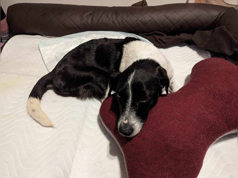 Luca, geb. 04.04.2019, 35 cm, wartet so sehr auf ein eigenes Körbchen