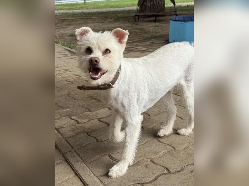 Lilu, geboren 09.04.2024, 40cm sucht ihre Menschen