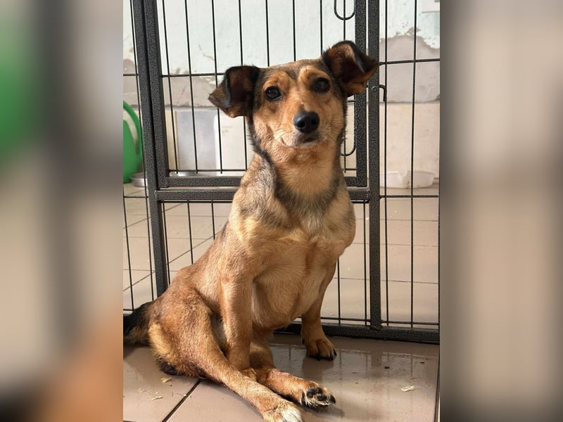 Bambi, geboren 2020 sucht tierliebe Menschen