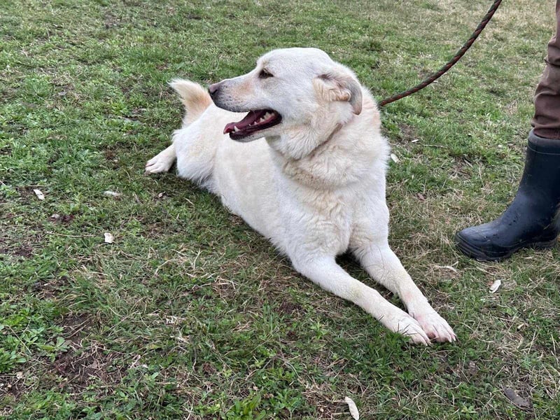 Fibi, geboren 01.06.2021, 50cm sucht ihr Körbchen