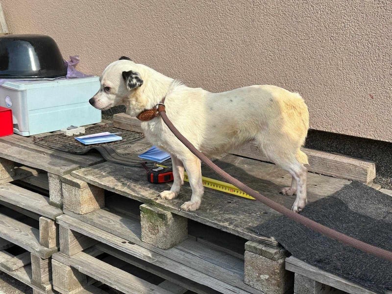Mezi, geboren 21.05.2023, 35cm sucht ihr Körbchen