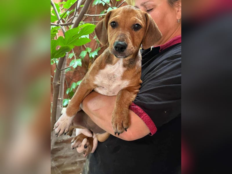 Mandy, geboren 25.03.2025, 29cm sucht ihr Zuhause