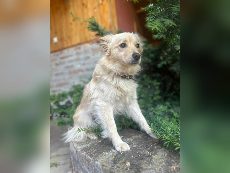 Jazmin, geboren 28.05.2024, 40cm sucht ihre Leute