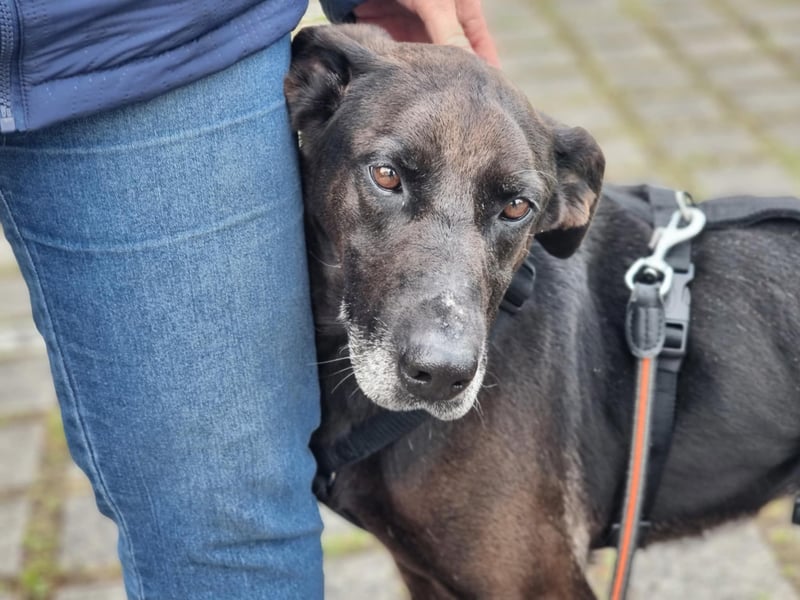 Dolly, geboren 30.12.2015, 60cm sucht ihr Zuhause (auf Pflegestelle in Deutschland)