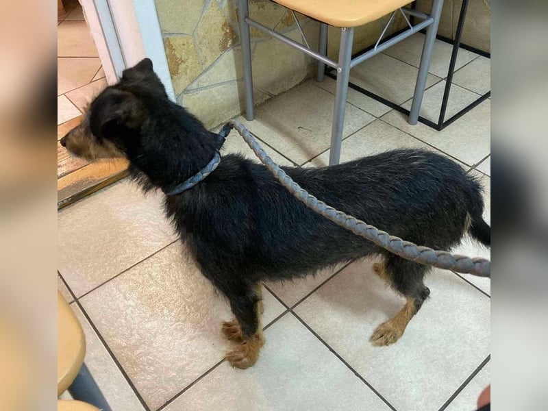Mokuska, geb. 01.06.2021, 40 cm, wünscht sich eine tolle Familie