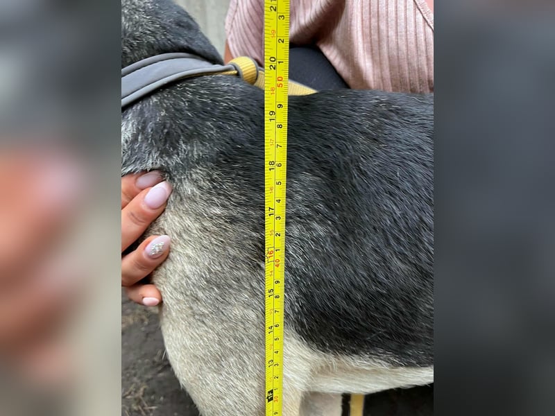 Dorisz, geboren 22.01.2024, 49cm sucht ihr Glück