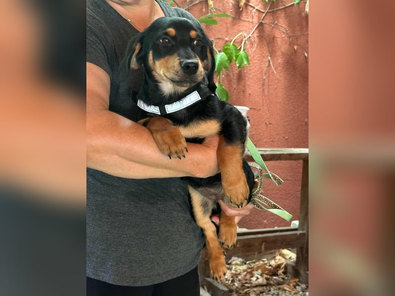 Jessica, geboren 06.04.2025, 30cm sucht liebvolles Zuhause