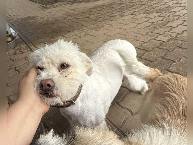 Lilu, geboren 09.04.2024, 40cm sucht ihre Menschen