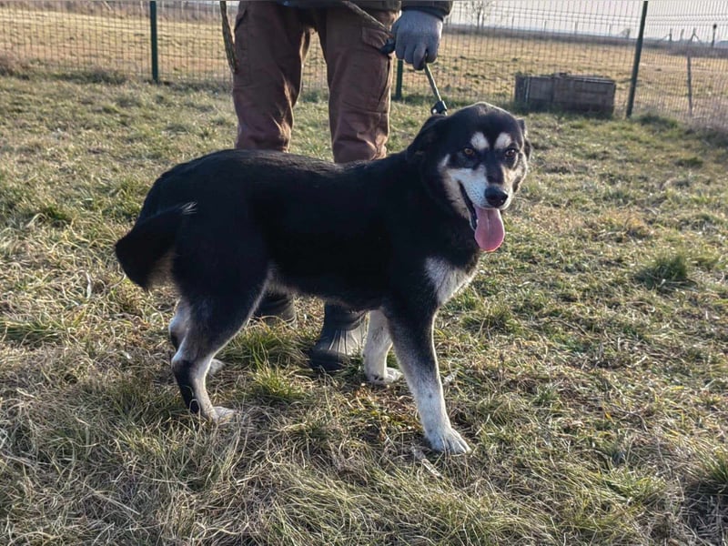 Nala, geb. 19.04.2021, 57cm, wünscht sich eine liebevolle Familie