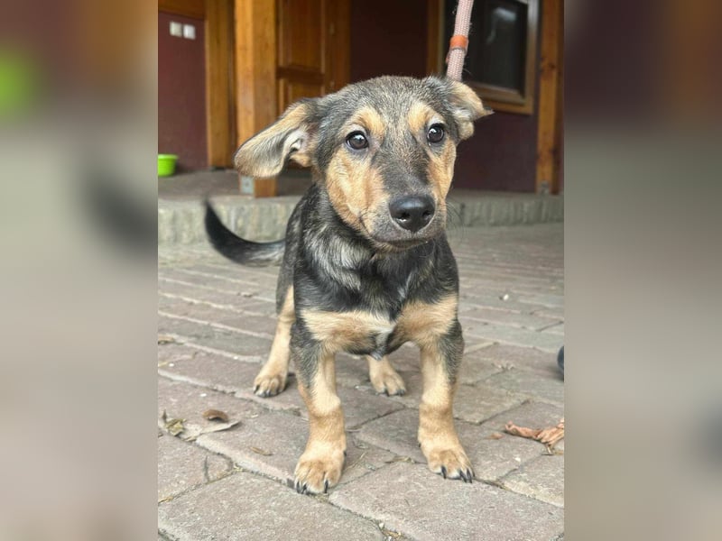 Lucy, geboren 10.12.2024, 31cm sucht ihre Menschen