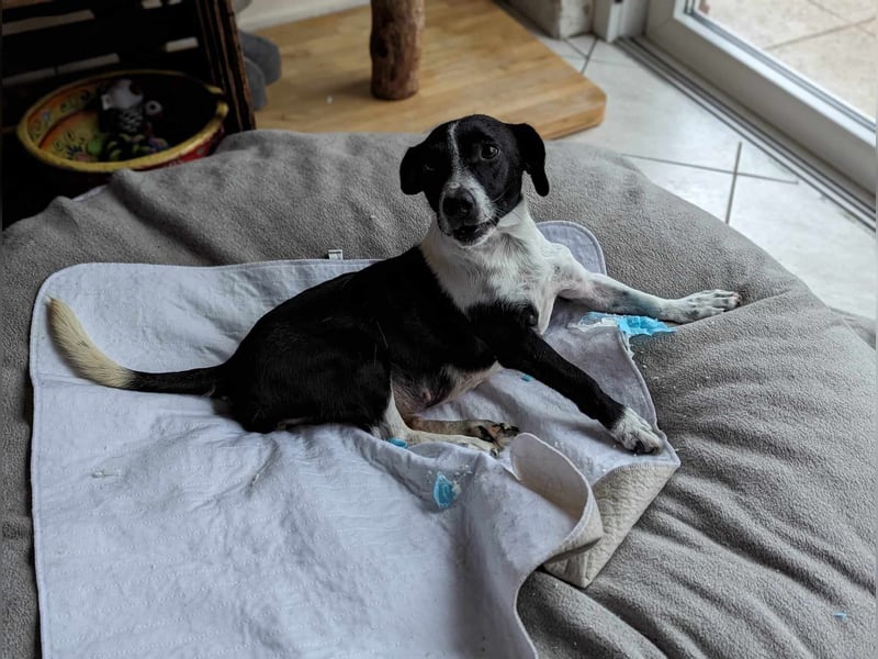 Luca, geb. 04.04.2019, 35 cm, wartet so sehr auf ein eigenes Körbchen