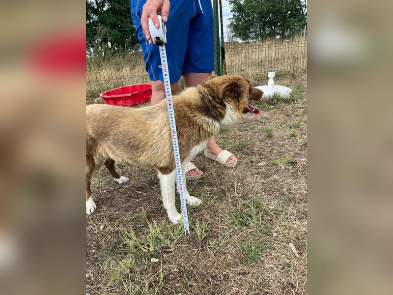 Yoko, geboren 15.06.2022, 50cm sucht ihr Zuhause