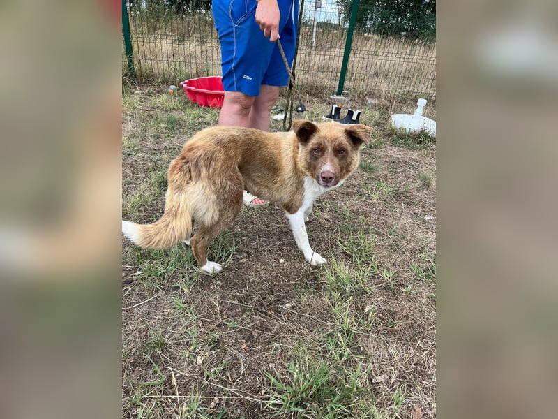 Yoko, geboren 15.06.2022, 50cm sucht ihr Zuhause