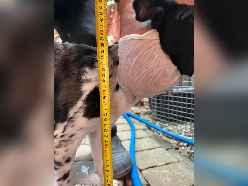 Dalma,  geboren 23.12.2024, 37cm sucht ihr Zuhause
