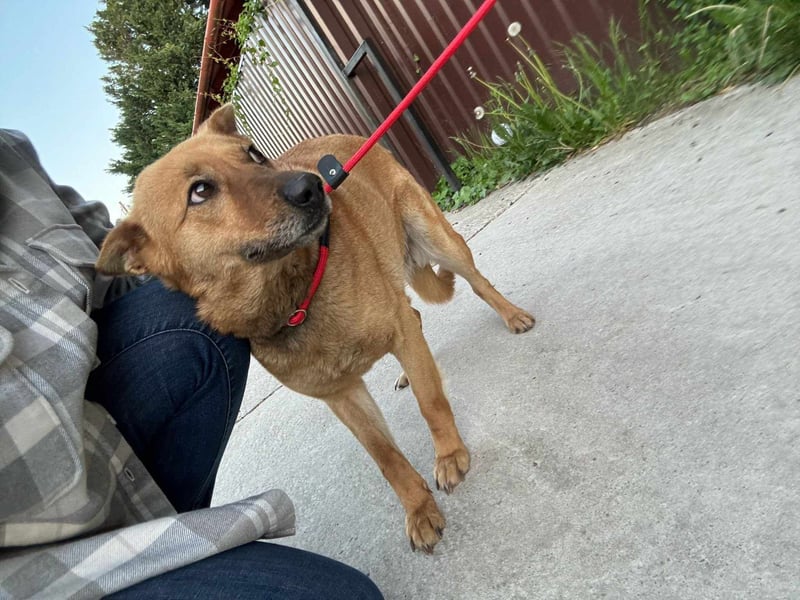 Fanny, 1,5 Jahre, 50cm sucht tierliebe Menschen
