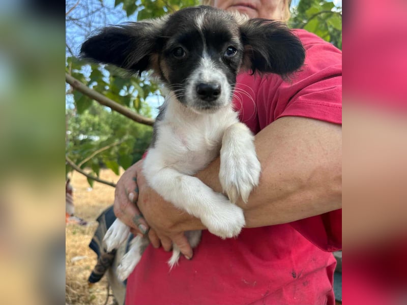 Letty, geboren 30.03.2025, 24cm sucht ihr Zuhause