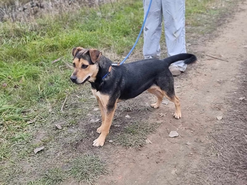 Zelda, geb. 05/2022, 53 cm, wünscht sich ein Körbchen