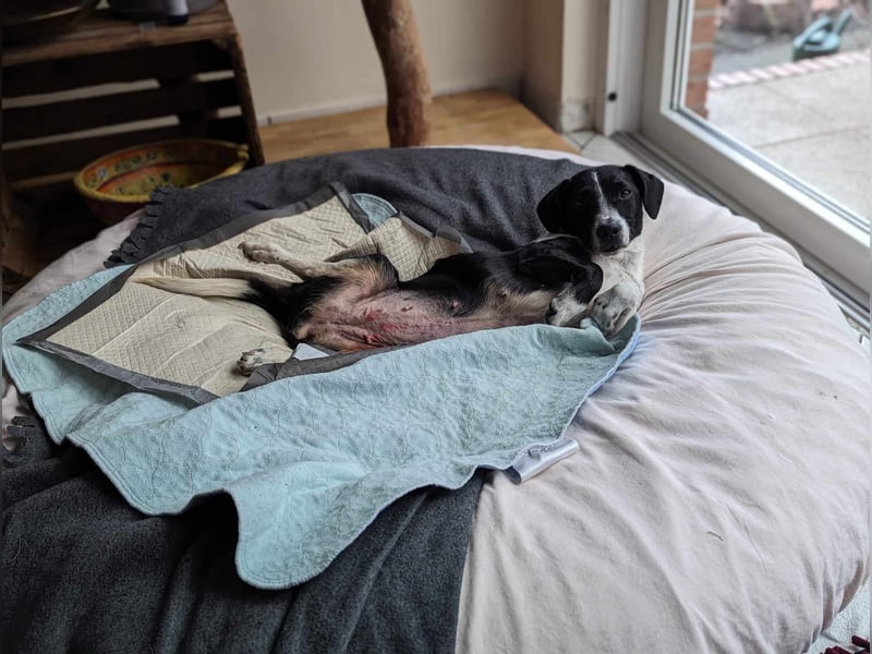Luca, geb. 04.04.2019, 35 cm, wartet so sehr auf ein eigenes Körbchen