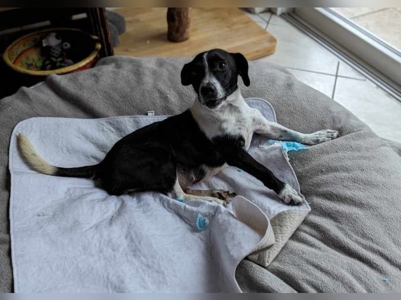 Luca, geb. 04.04.2019, 35 cm, wartet so sehr auf ein eigenes Körbchen