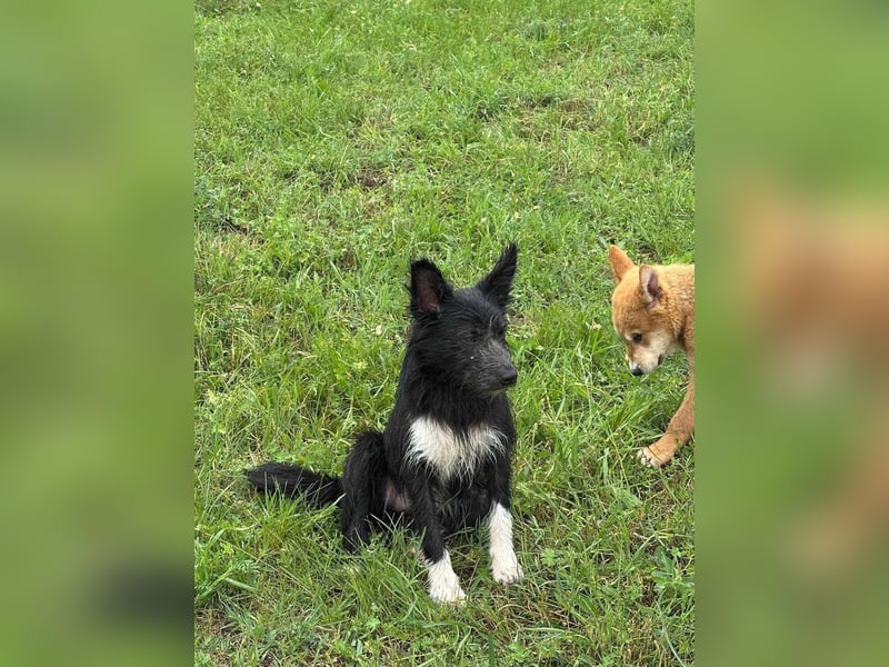Zoya, geboren 25.09.2024, 40cm sucht ihr Zuhause