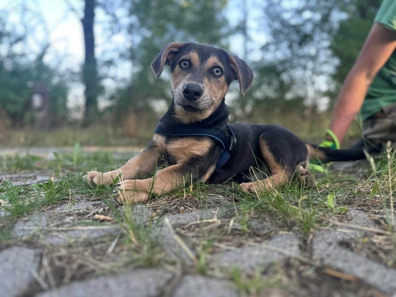 Luna, 4 Monate, 30cm sucht sicheres Zuhause