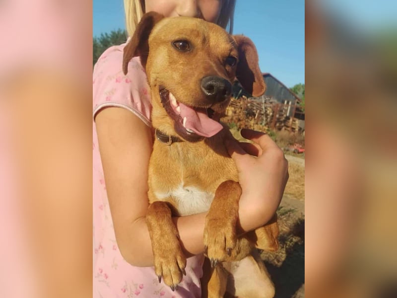Daisy, geboren 01.01.2025, 37cm sucht ihre Chance