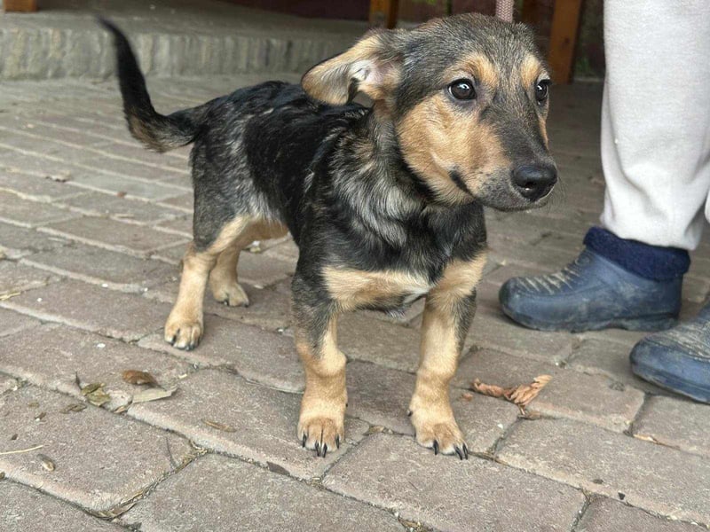Lucy, geboren 10.12.2024, 31cm sucht ihre Menschen