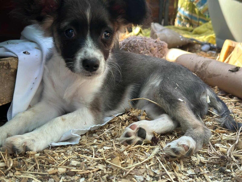 Letty, geboren 30.03.2025, 24cm sucht ihr Zuhause