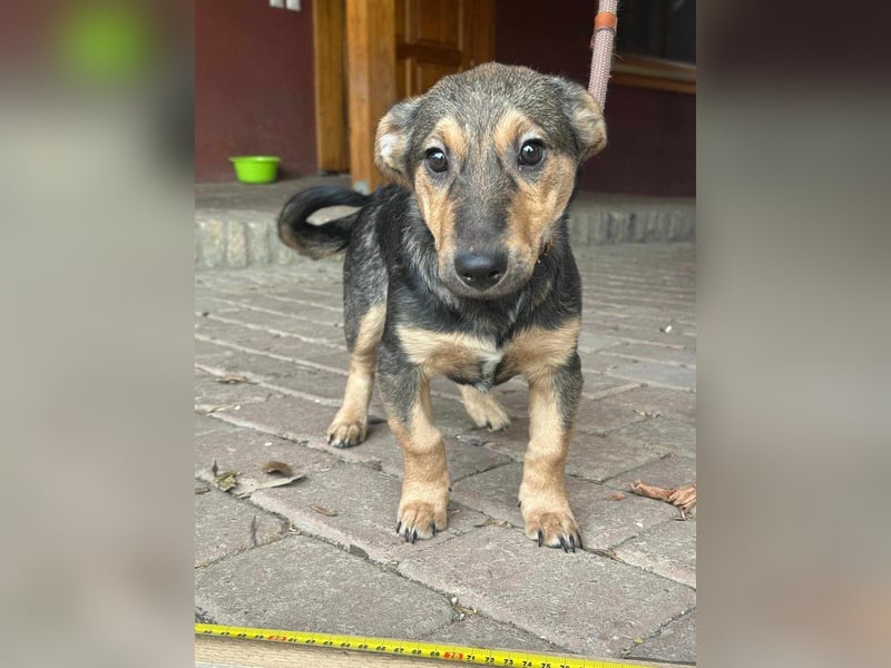 Lucy, geboren 10.12.2024, 31cm sucht ihre Menschen
