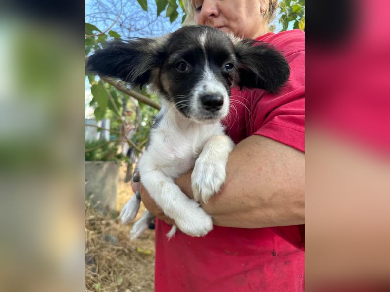 Letty, geboren 30.03.2025, 24cm sucht ihr Zuhause