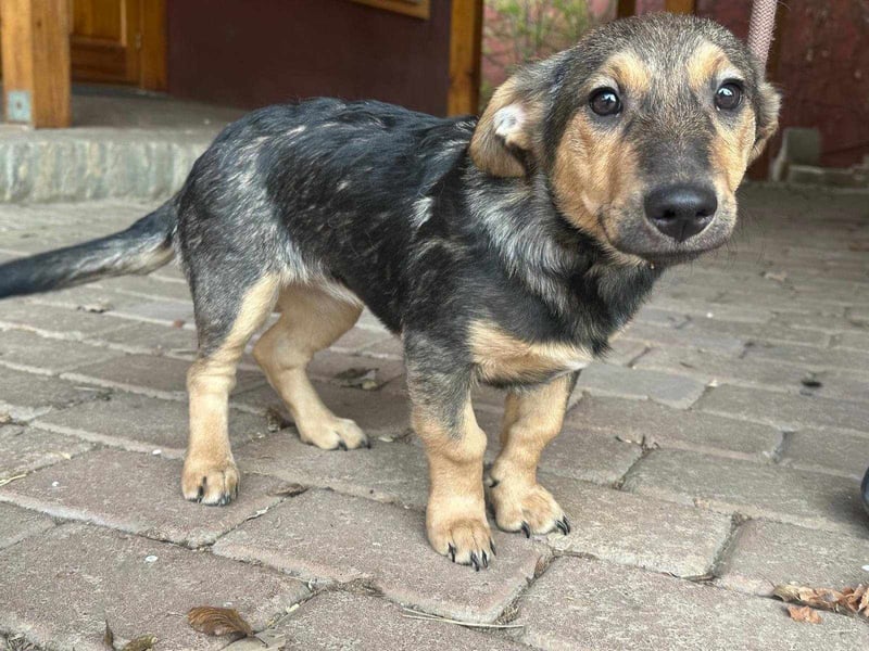 Lucy, geboren 10.12.2024, 31cm sucht ihre Menschen