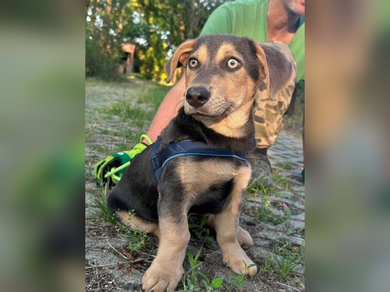 Luna, 4 Monate, 30cm sucht sicheres Zuhause
