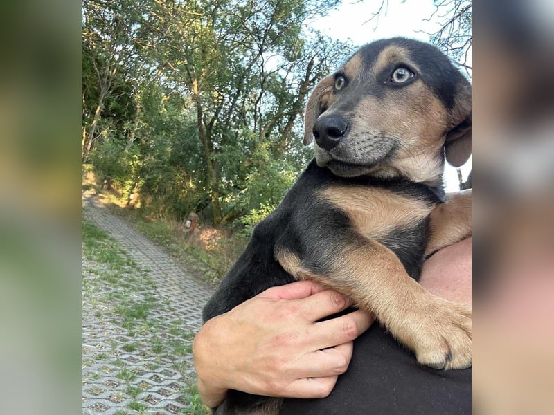 Luna, 4 Monate, 30cm sucht sicheres Zuhause