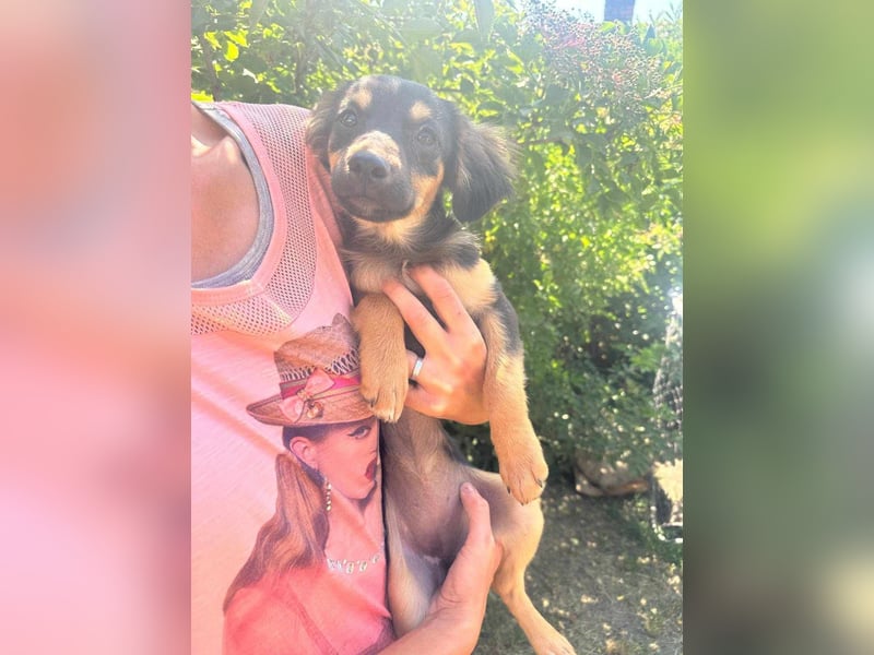 Cassie, geboren 03.2025, 31cm sucht ihre Menschen