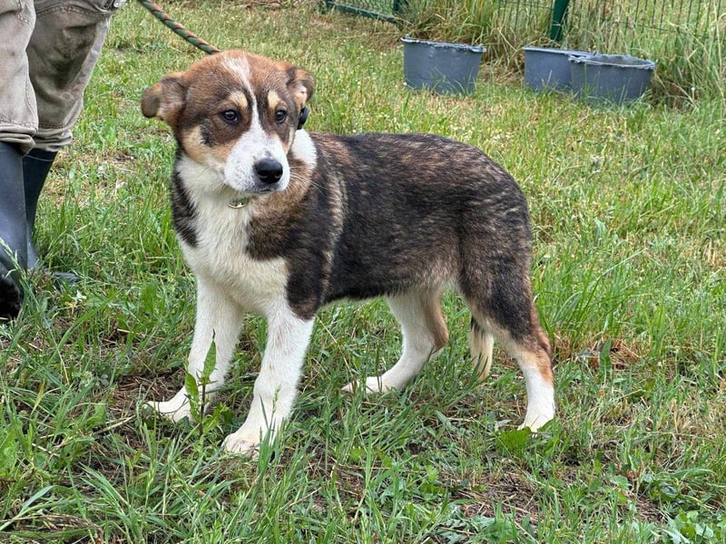 Skada, geboren 10.01.2025, 40cm sucht ihr Zuhause