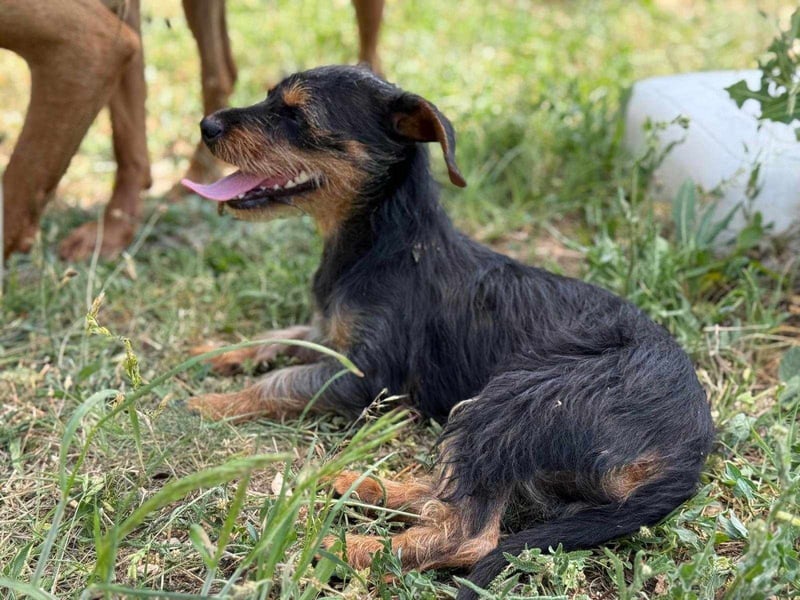 Lili. geboren 01.11.2024, 25cm sucht ihr Körbchen